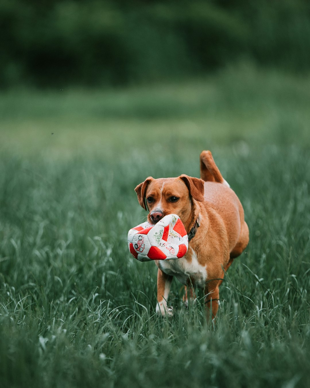 our-story-02 brown-short-coated-dog-playing-with-white-and-black-soccer-ball-on-green-grass-field-during-q4efq-3c2iy