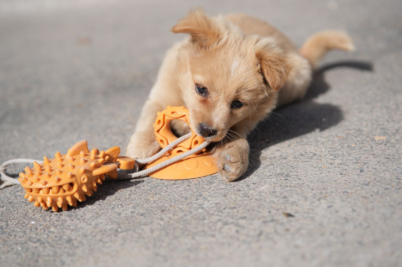 our-mission-01 Adorable puppy biting an orange chew toy on a sunny day on concrete.