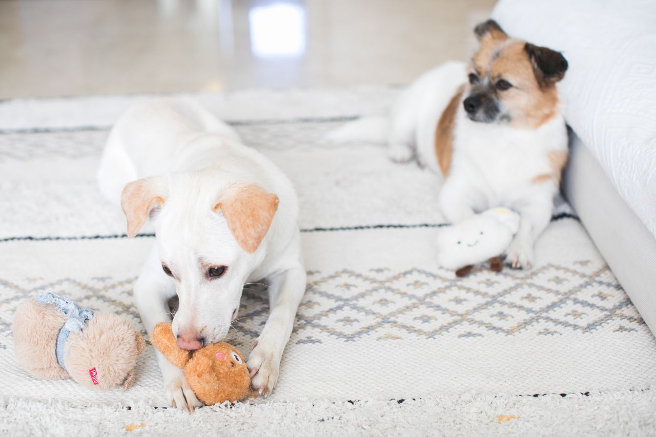 Two dogs enjoy playtime indoors on a patterned rug, each with a plush toy.