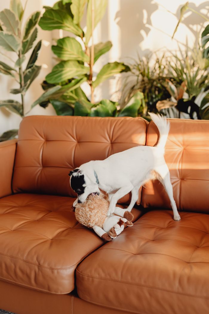 A playful dog enjoying its toy on a stylish leather sofa surrounded by indoor plants.