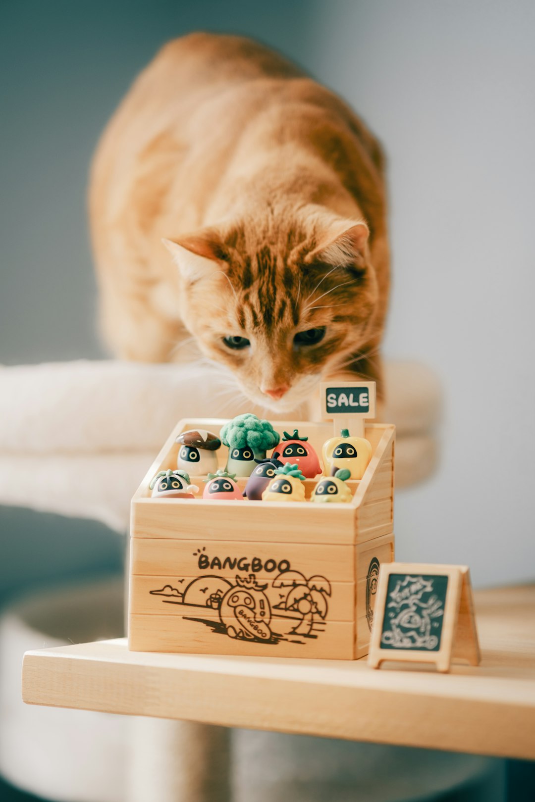 orange-cat-looks-at-a-wooden-box-of-colorful-sweets-z3-hphsyjq8