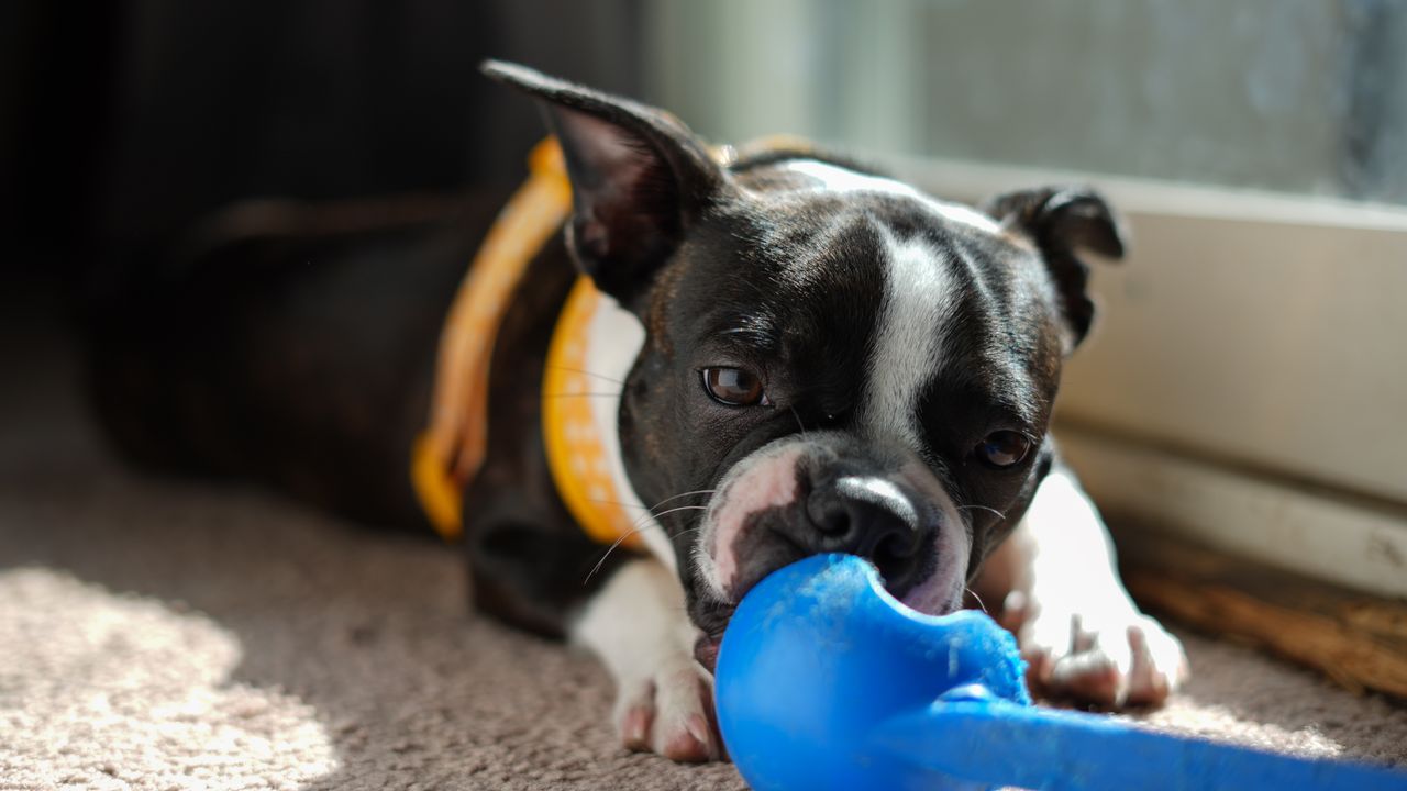 Adorable Boston Terrier playing with a blue toy indoors, capturing a cute and candid moment.